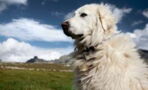 Watch what happens with a dog meets a ground squirrel (VIDEO)
