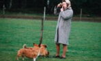 Queen Elizabeth II owned hundreds of animals, what will happen to them now?