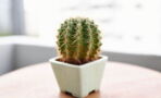 How to properly take care of your cacti
