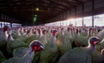 Your Christmas turkey could be more expensive this year, here's why
