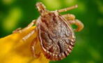 Travellers may be advised to get a new vaccine amid the rise of tick-borne virus: should we be worried?