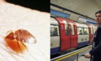 Bed bugs supposedly spotted in the UK: Here's how to protect yourself on public transport