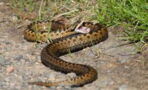 Man bitten by Britain’s only deadly snake, where are they found and how to spot them