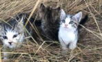 She Found A Litter Of Abandoned Kittens, What Happened Next Is Unbelievable