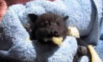 Watch this adorable bat devour a banana
