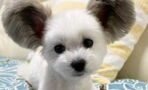 The Internet is falling for this adorable dog with Mickey Mouse ears