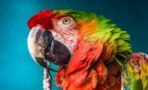 London Station: Lost but found parrot keeps making tube announcements