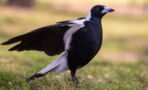 Warning issued about magpie swooping season after man gets pecked in the eye