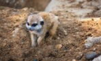 This Shy Baby Meerkat Made The Internet Go Wild