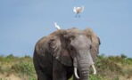 This adorable elephant fell flat on its trunk after chasing and playing with a flock of birds