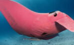 Meet Inspector Clouseau, the adorable manta ray with a name to match