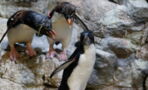 These curious penguins went on a tour around a closed aquarium