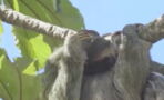 This footage of a sloth giving birth shows just how powerful all of nature's mothers really are