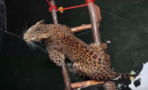 Brave Villagers Save a Leopard From Drowning in a Dramatic Rescue