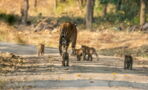 The Internet Is Loving This Video of a Tigress and Her Five Cubs