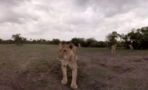 This lioness sent a film crew on a wild chase after stealing the camera equipment