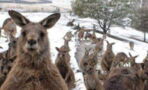 This video of kangaroos jumping through snow in Australia is hilarious