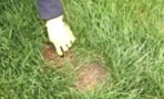 Brothers discover 'mutant rabbit' in their back garden