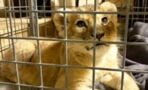 A lion cub was rescued from a luxury car on the Champs-Elysées in Paris