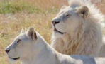A white lion and a white tigress have given birth to the world's rarest feline