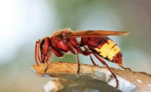 Brits warned of 'sex-crazed' spiders invading their homes, here's where