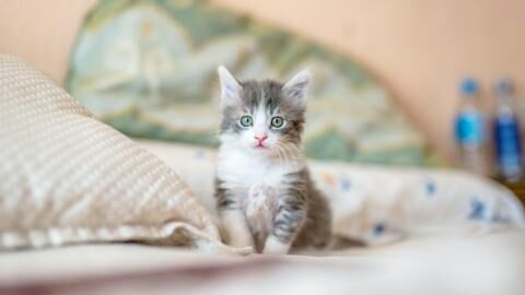 You can now get an Aldi egg chair for your cat