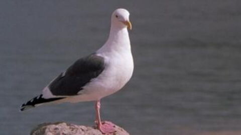 Former member of British Ministry of Defence claims seagulls could be 'alien spies'