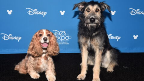The Story Behind The New Star Of Disney's Lady And The Tramp
