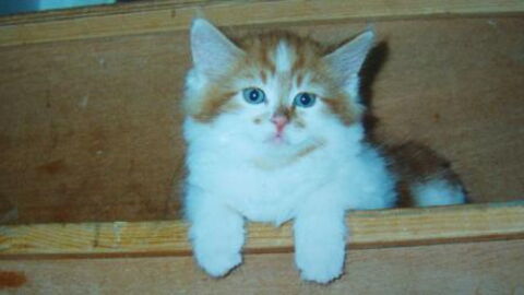 Rubble, The Oldest Cat In The World, Is Over 30 Years Old!