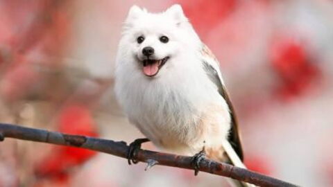 These Hybrids Of Very Different Animals Are Real Works Of Art