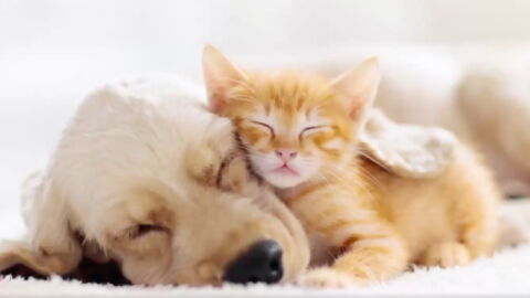 Is Your Pet Damaging The Environment? The Answer May Surprise You...