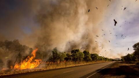 Almost Half A Billion Animals Have Died In The Australian Bush Fires So Far
