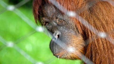 Mother Burst Into Tears When She Saw How This Female Orangutan Reacted To Her Baby