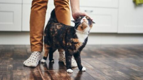 This Cat's Transformation Was Incredible After Being Rushed To The Vet In A Terrible State