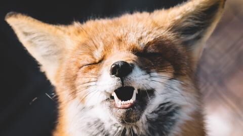 These baby foxes jumping on a trampoline is the cutest thing ever