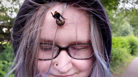 Teenager keeps bee as pet after it followed her home