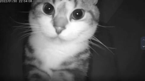 Woman regrets leaving cat home alone after seeing him do this on camera