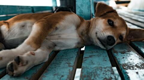 Blind dog needs a loving home after nearly starving to death on the streets