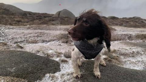 Dog that went missing during Storm Franklin has finally been found