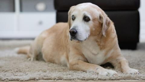 This family's 18-year-old dog passed away and then they received a surprising letter from the vet