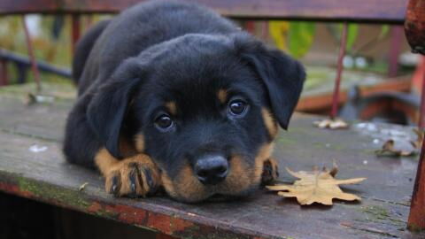 Parvovirus: Woman warns of first symptom of the painful condition in dogs