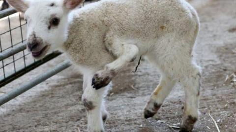 This five-legged lamb leaves animal enthusiasts 'speechless'