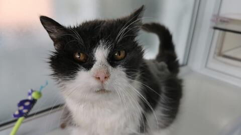This cat that is 100 in human years has finally found a retirement home