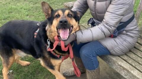 This 'heartbroken' dog is desperate to find a home after staying in his kennel for 500 days