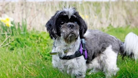 This visually impaired dog is nearing the end of his life is in need of a loving home