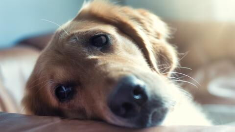 Dogs also mourn the loss of another family pet for months and sometimes years, study finds