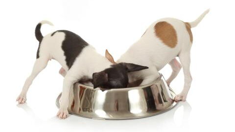 This common hygiene mistake could be harmful to you and your dog