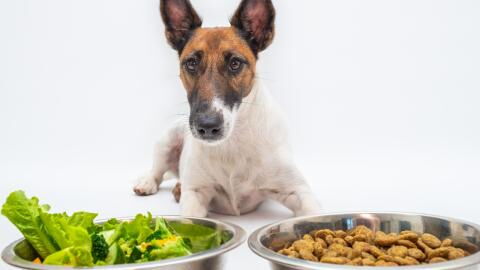 Should your dog go vegan? New study suggests plant-based diets are healthier for dogs