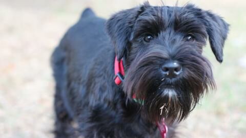 Dog who spent his entire life in a shelter gets rejected on his adoption day