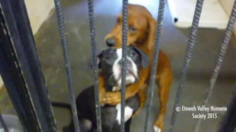 Dogs who were about to be euthanized, saved by this heartbreaking photo